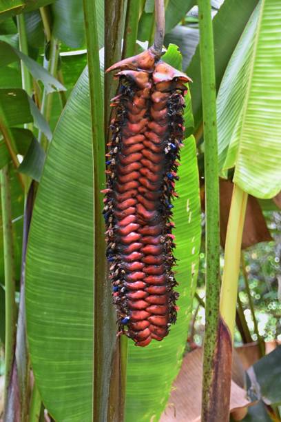 Seed pod of wild tropical tree native plant of Costa Rica jungle. Central America. stock photo