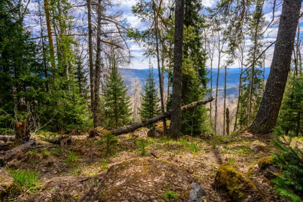 Photo of South Ural forest with a unique landscape, vegetation and diversity of nature.