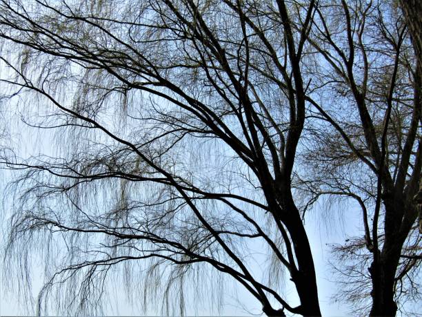 istock Japan. March. The approach of Spring. 1424688495