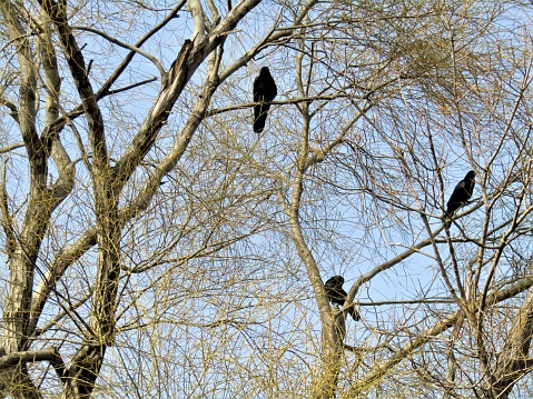 Crows on the tree. Composition.