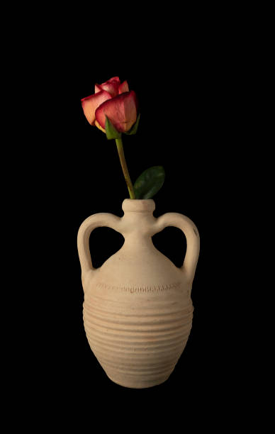 Rose in clay pot stock photo
