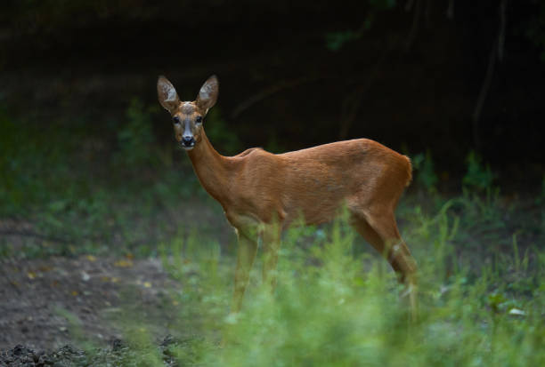 istock Roe deer in the forest, summer time 1424692229
