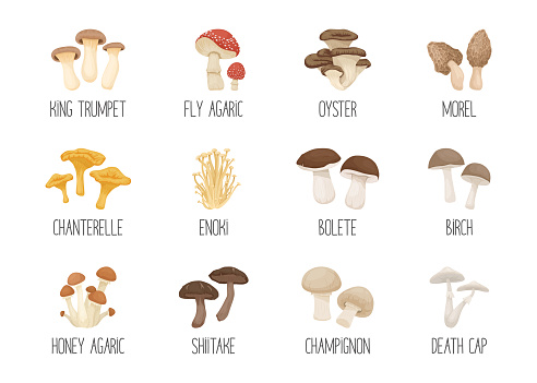 Vector Edible and Poisonous Inedible Mushrooms. Hand Drawn Cartoon Mushroom Icon Set. Different Mushrooms Isolated on White. Fly Agaric, Champignon, Death Cap, Shiitake, Enoki, King Trumpet, Bolete.