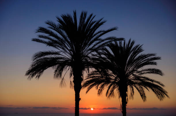 Palm trees at  Sunset stock photo