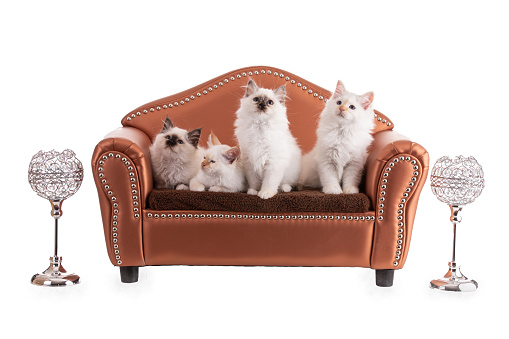 Portrait of sacred kittens of Burma in a brown sofaon white background