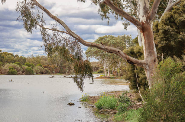 istock eucalyptus tree on banks of water with storm cloud 1424700596