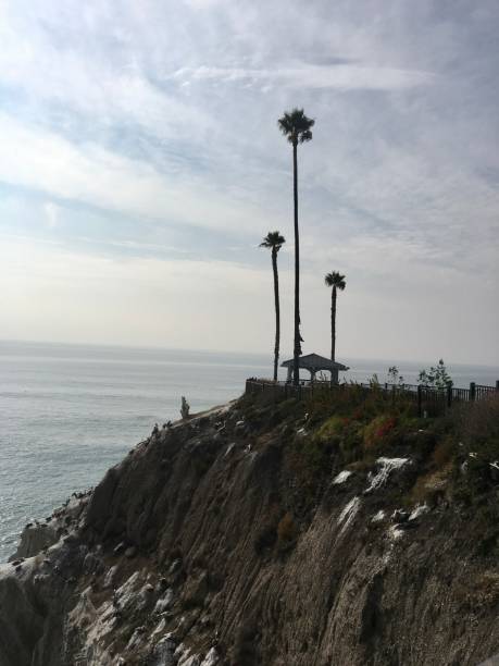 istock Tall Palm Trees At Pismo Beach - California Central Coast 1424700754
