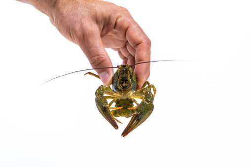 Man's hand holds a one live green crayfish. White background. Catching crayfish for human consumption. Close-up. Front view.