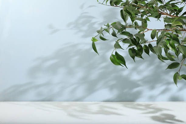 istock Empty showcase for display or presentation of cosmetic products, scene for design, abstract background with tropical leaves and shadows, 1424710046