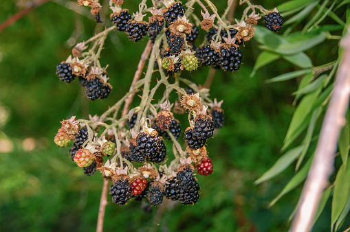 The blackberries and ripening and ready to pick.