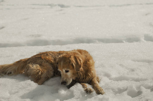 istock Old Dog Playing in Snow 1424712690