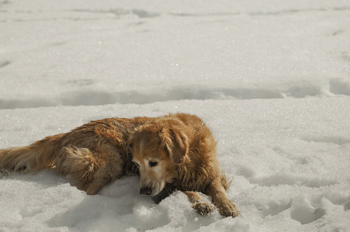 An old golden retriever shows that she is never too old to have fun in the snow.