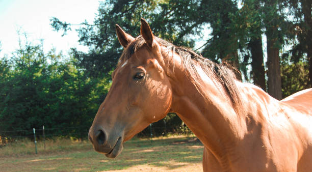 istock Horse in a field 1424712732