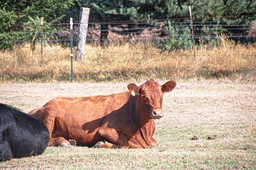 A beef cow standing in an uncultivated field in Dumfries and Galloway south west Scotland