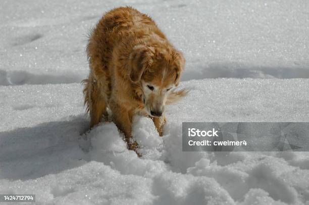 Old Dog Playing In Snow Stock Photo - Download Image Now - Active Seniors, Alaska - US State, Animal