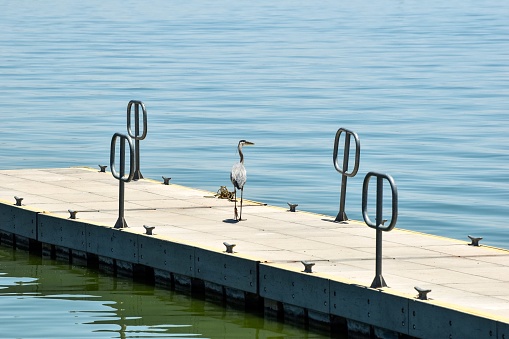 A Great Blue Heron takes a respite on a dock.
