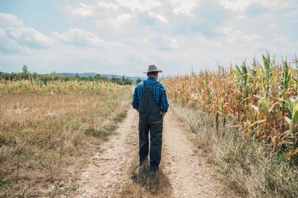 istock A farmer in a field of organic corn 1424713877