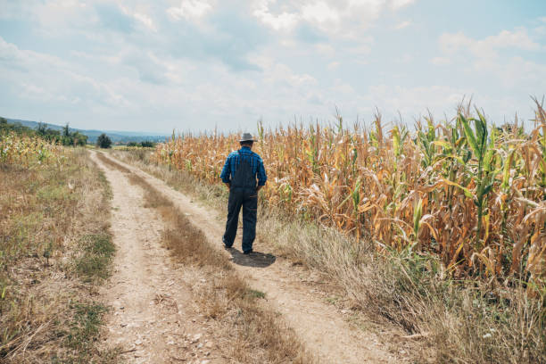 istock A farmer in a field of organic corn 1424713880