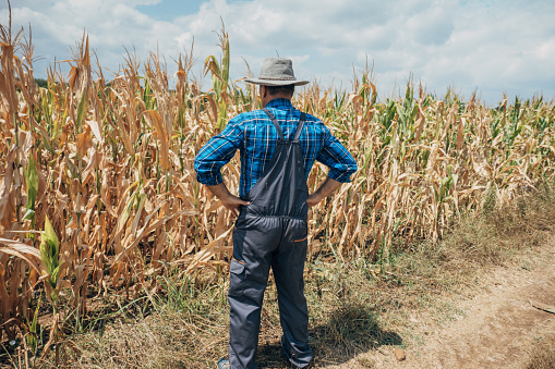 A farmer in a field of organic corn
