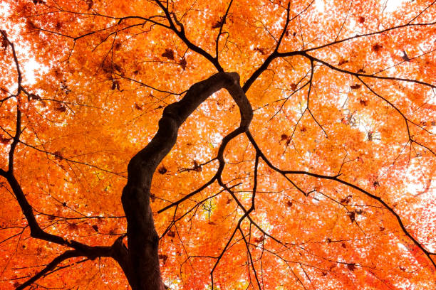 曲がった枝を持つカエデの葉 - autumn leaf japanese maple red ストックフォトと画像