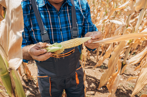 A farmer holds a corn cob in his hands