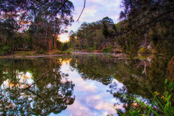 лейн коув ривер фор клир - rainforest forest river australia стоковые фото и изображения