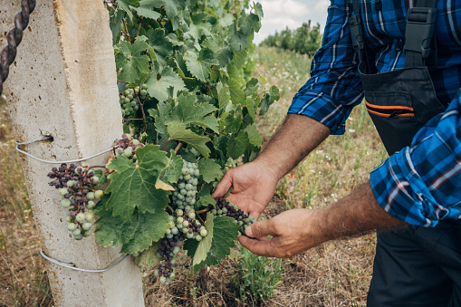 Bunch rot in the vineyard