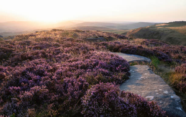 istock Absolutely beautiful sunset landscape image looking from Higger Tor in Peak District across to Hope Vally in late Summer with heather in full purple bloom 1424714268