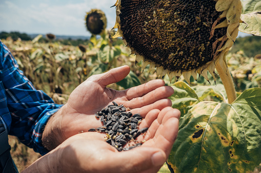 Sunflower seeds in the hands of a farmer