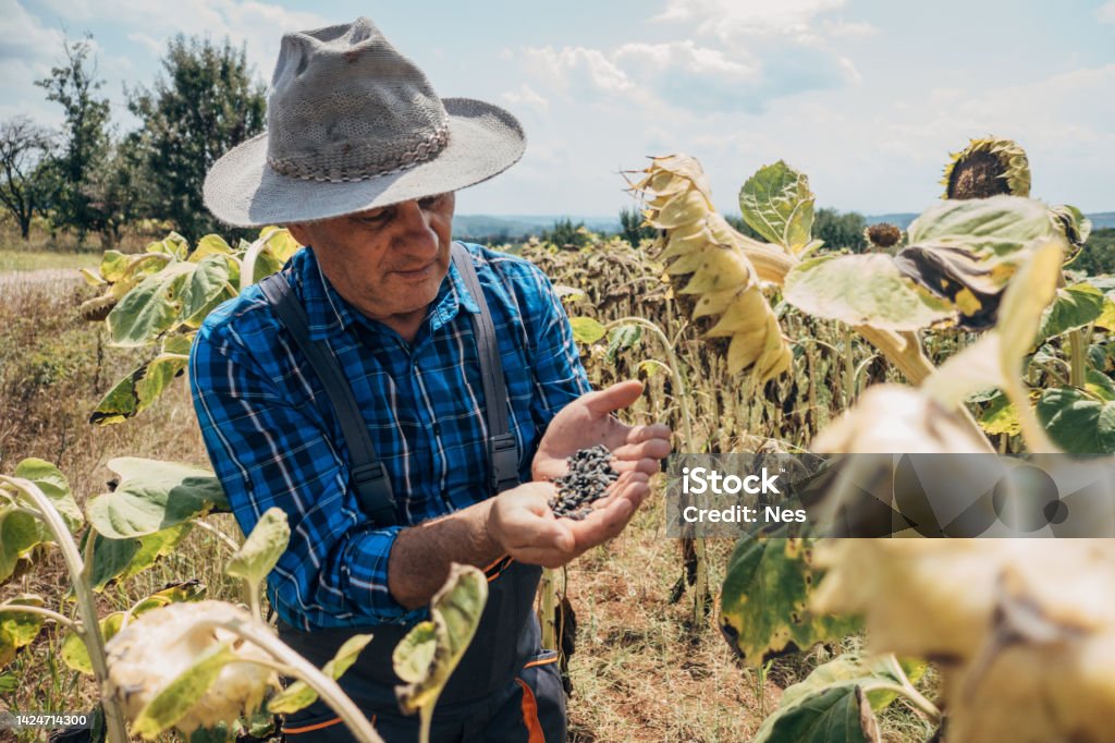 Sunflower seeds in the hands of a farmer Crop - Plant Stock Photo