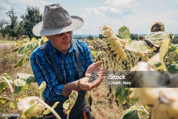 Sunflower Seeds In The Hands Of A Farmer Stock Photo - Download Image Now - Crop - Plant, Harvesting, Sunflower Seed Oil