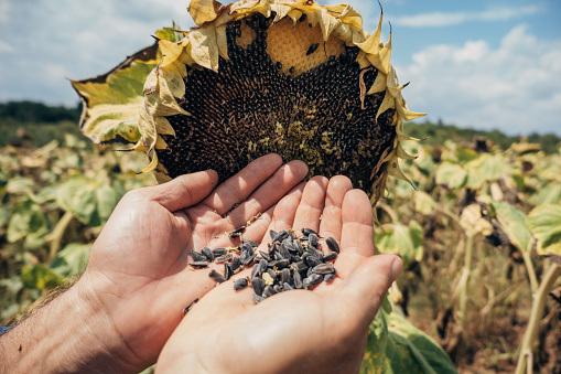 Sunflower seeds in the hands of a farmer