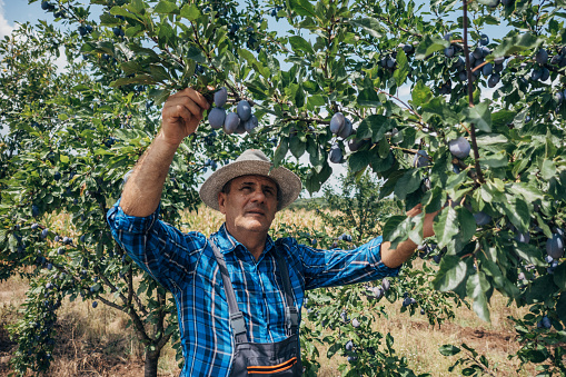 The farmer looks at the plums