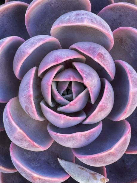 istock Beautiful echeveria succulent plant pattern from the above 1424721262