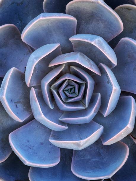 Overhead view of blue echeveria succulent plant