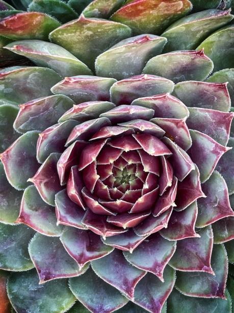 istock Beautiful echeveria succulent plant pattern from the above 1424721281