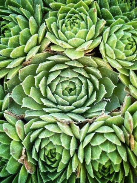 Overhead view of echeveria succulent plant