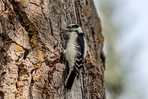 A downy woodpecker searching for food on a tree at Pine Lake Alberta