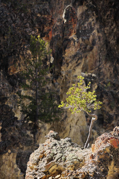 istock Crooked Sunlit Pine Tree Sapling On Rocky Yellowstone Cliff Precipice 1424723324
