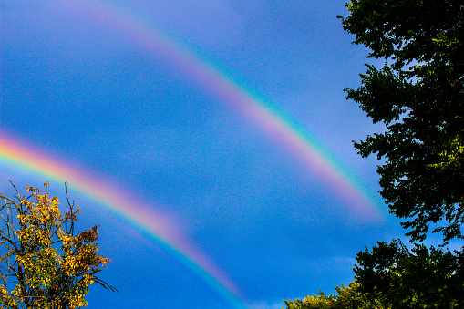 Portion of a double rainbow framed by trees