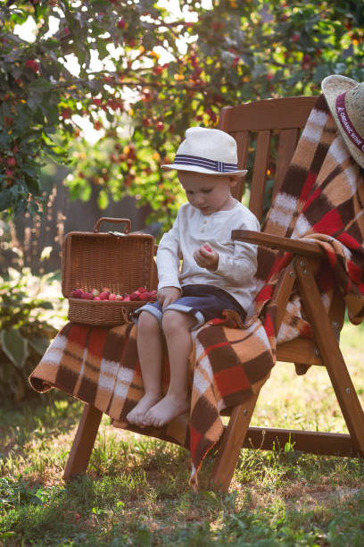 秋のりんご果樹園に住む小さなヨーロッパの少年。子供はリンゴで編組されたチャモルダンの手にある明るいチェック柄の上の木製の長椅子縞に座っています。幼年。休息.収穫。 - orchard child crop little boys ストックフォトと画像
