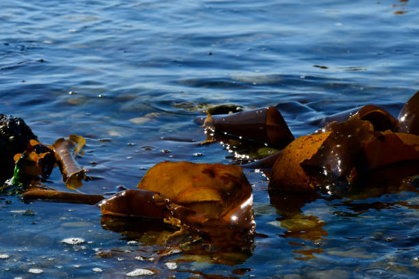 A close up image of large blades of sea weed washed up on the shore in the Pacific Ocean.