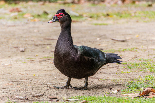 istock black duck outdoors in a square in Rio de Janeiro. 1424742861