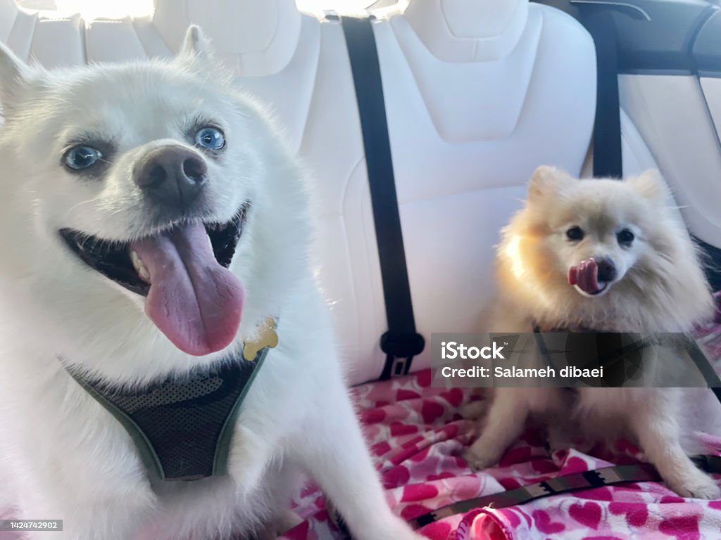 Car ride with puppies Dogs are enjoying the  car ride Car Stock Photo