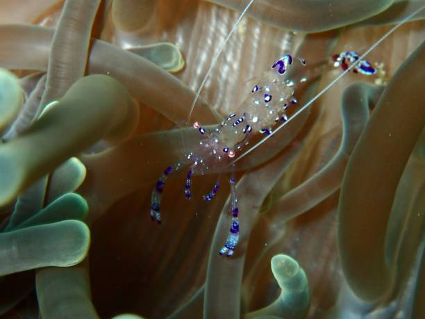 istock Tosa shrimp in anenome 1424743131