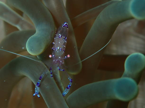 istock Tosa shrimp in anenome 1424743206