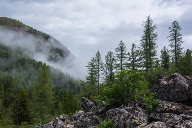 istock Atmospheric forest landscape with coniferous trees on stony hill in low clouds in rainy weather. Dense fog in dark forest under gray cloudy sky. Mysterious scenery with coniferous forest in thick fog. 1424744985