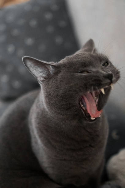 istock British gray cat yawns funny 1424747315