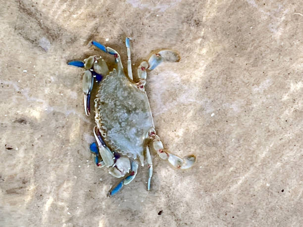 Blue Crab in Shallow Water stock photo