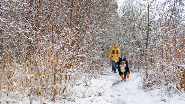 frau in gelber winterjacke geht mit ihrem berner sennenhund in einem verschneiten wald spazieren. - snow dog walking running stock-fotos und bilder